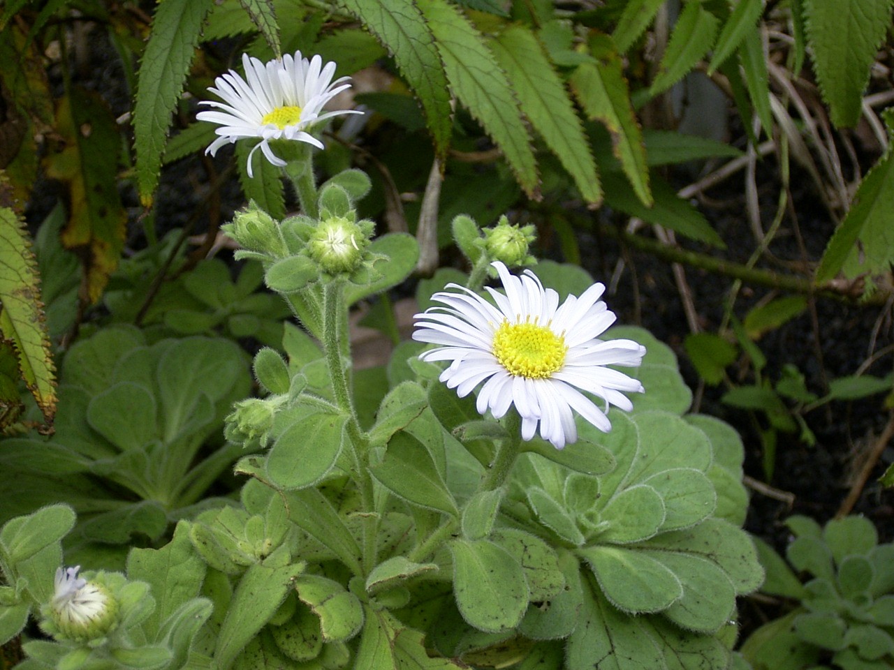 Aster spathulifolius Maximovicz
